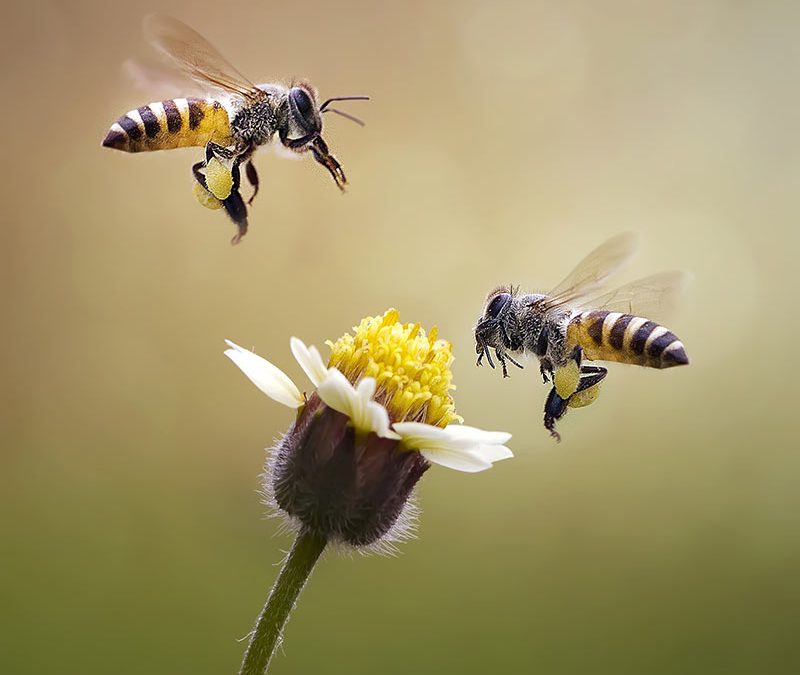 Bienen liefern viel Honig